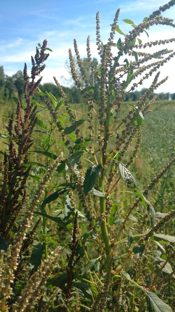 female and male tuberculatus side by each