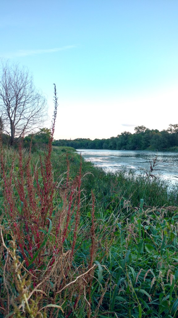 var. tuberculatus, in its native habitat