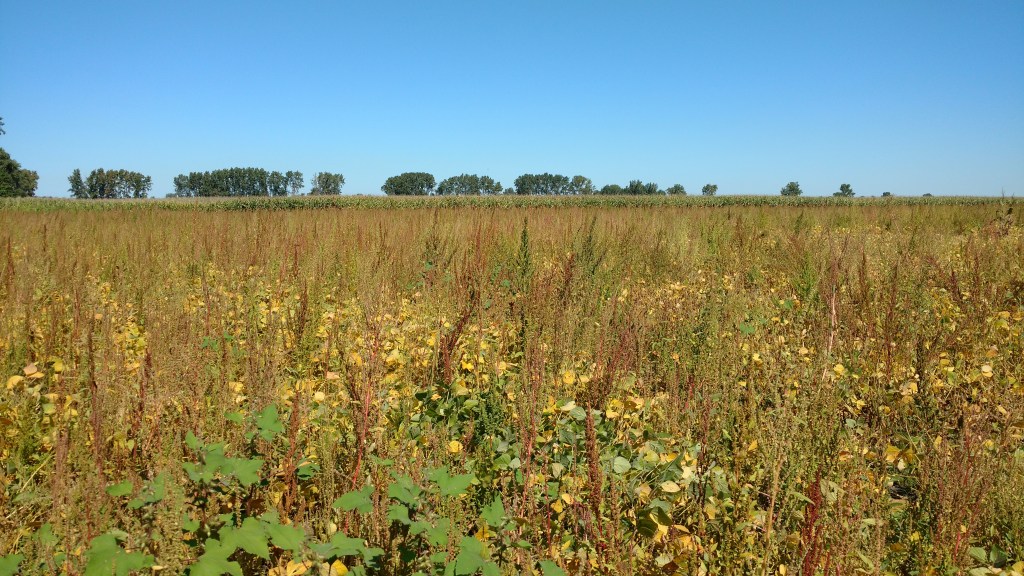 soy field overrun by Amaranthus tuberculatus