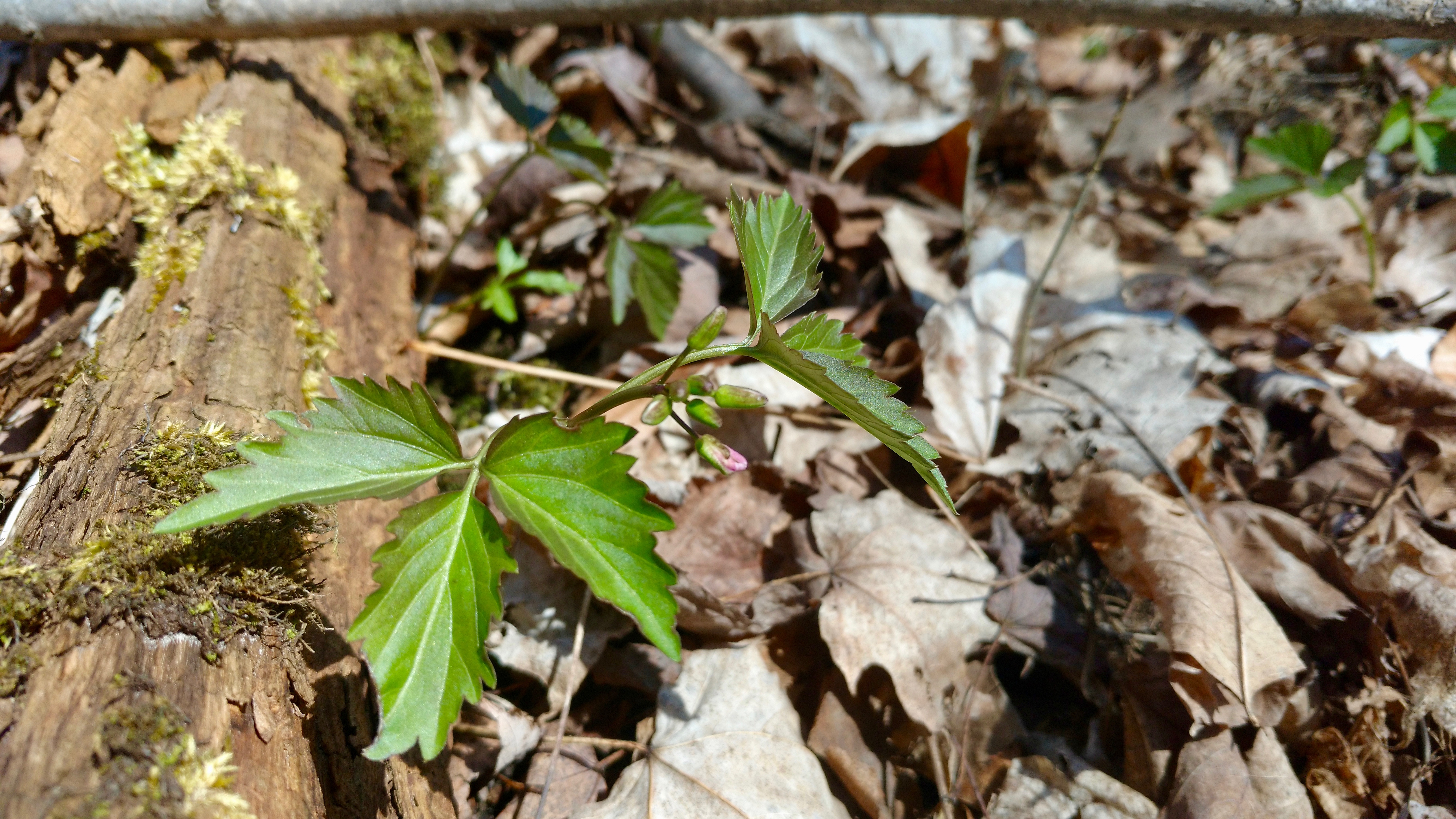 IMG_20170423_121048028