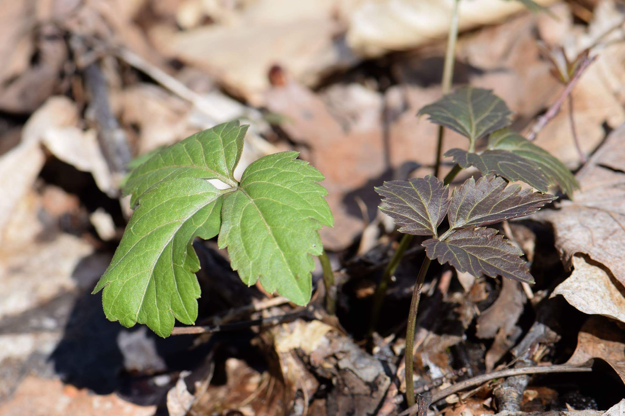 received_10156038930298976