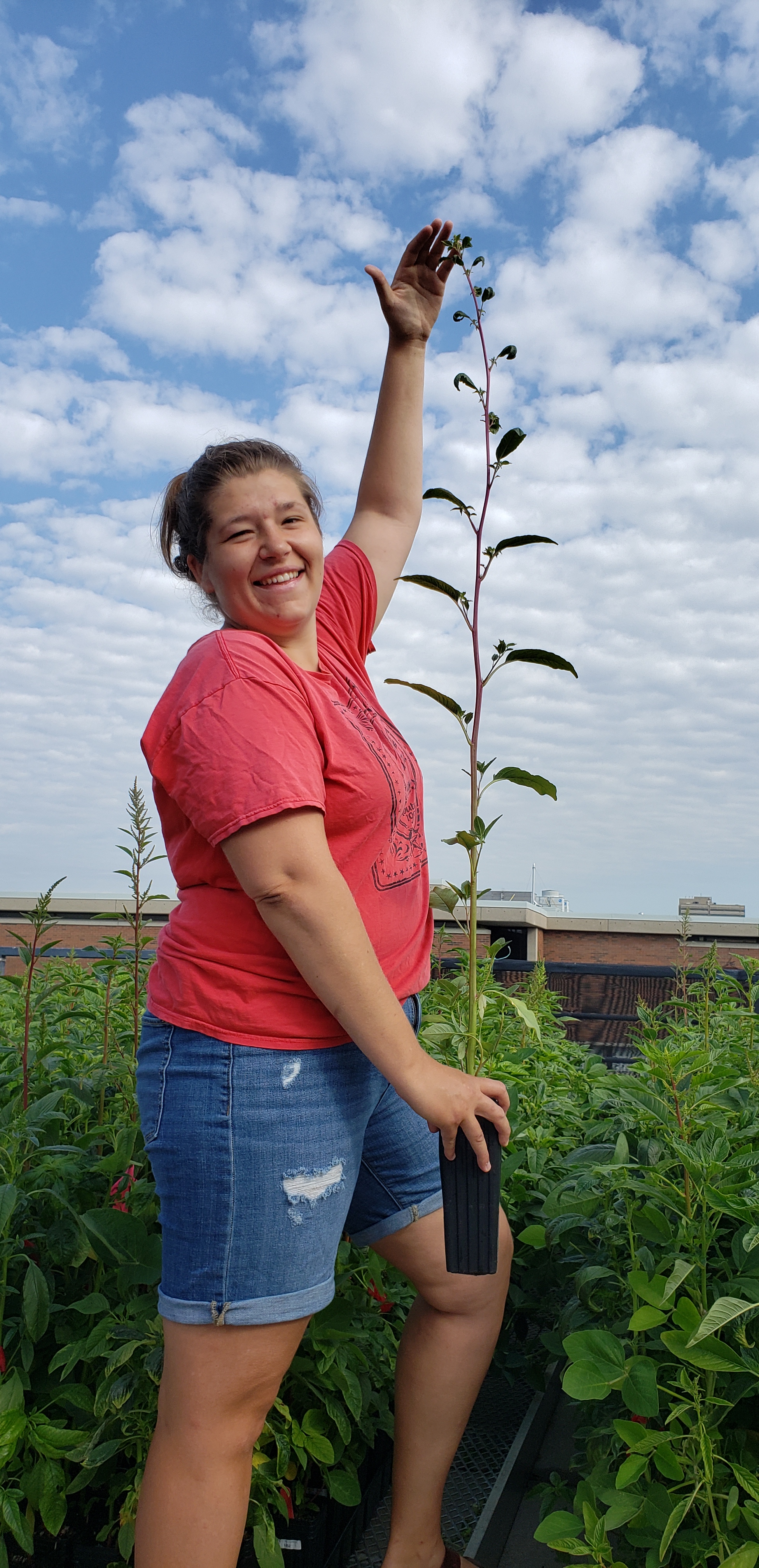 A couple weeks into flowering and they were already getting huge.