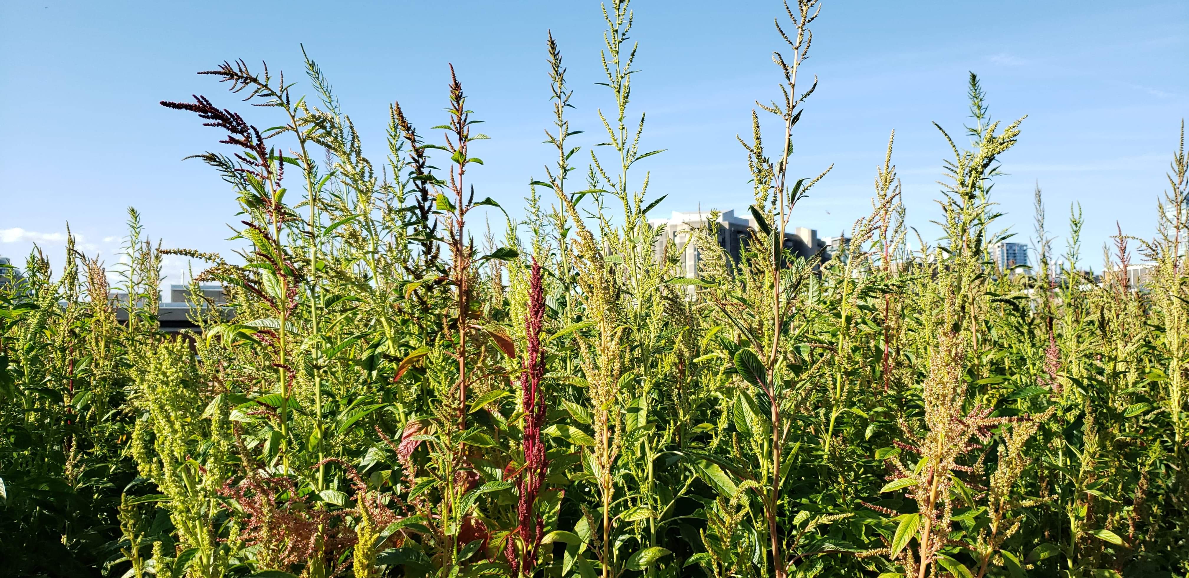 Second week of September, 10 weeks in. Most individuals are >1m, some up to 2m. 